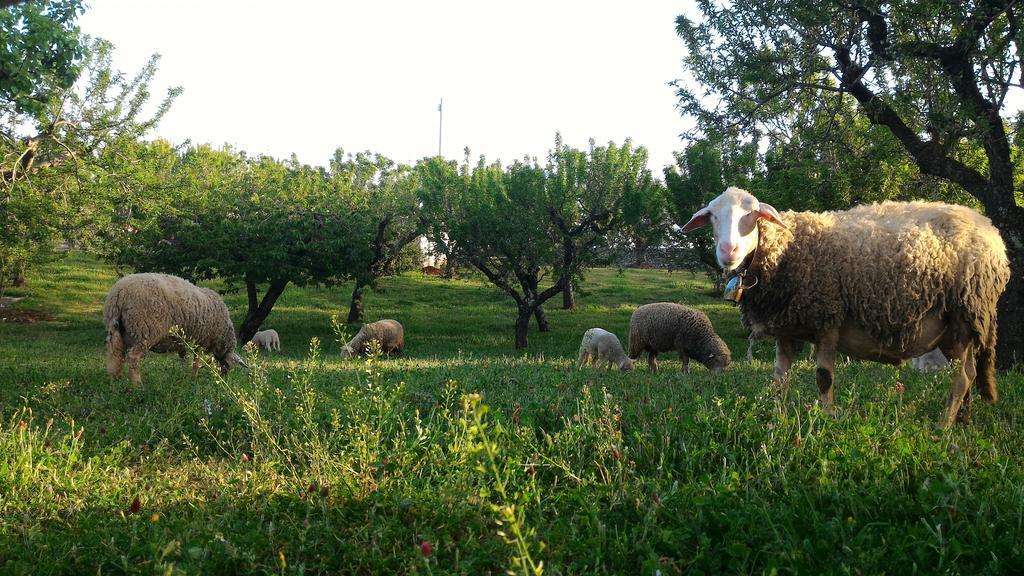 Trulli Βίλα Μαρτίνα Φράνκα Εξωτερικό φωτογραφία
